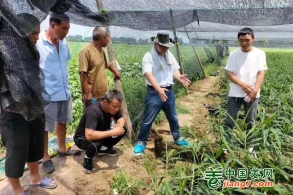 中國姜網(wǎng)生姜基地調(diào)研--走進河南 ()