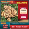 小黃姜價(jià)格，山東生姜產(chǎn)地直售