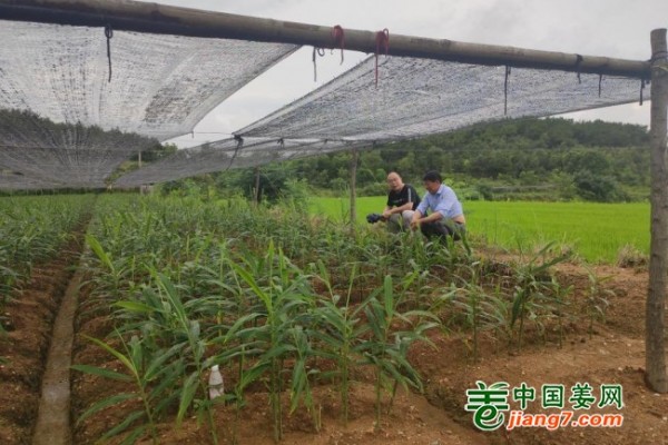 中國姜網(wǎng)基地調(diào)研--湖北、安徽 ()