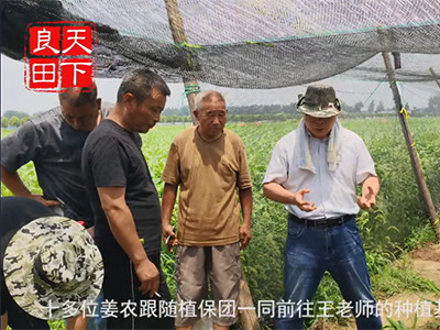 中國姜網生姜基地調研--走進安徽、湖北第四站 (1280播放)