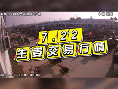 7月22日 萊州生姜交易實(shí)況（價(jià)格穩(wěn)定） ()