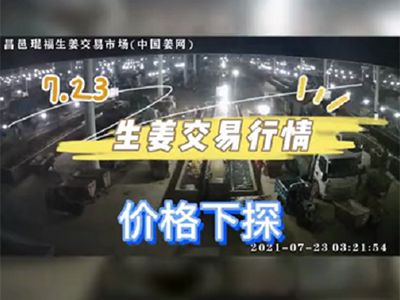 7月23日 昌邑生姜交易實(shí)況（價(jià)格下探） ()