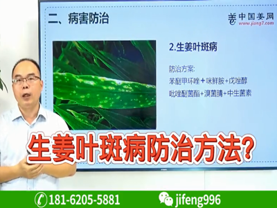 生姜葉斑病防治方法？ ()