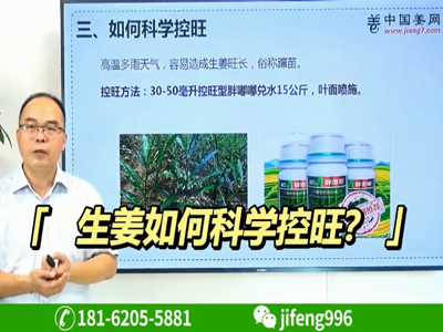 生姜如何科學控旺？ ()