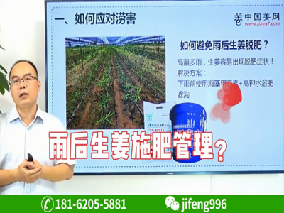雨后生姜施肥管理 (692播放)