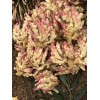 大量供應貴州紅芽仔姜、二黃姜、小黃姜、鮮姜