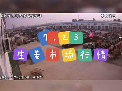 7月23日 萊州生姜交易實(shí)況（行情下行） ()