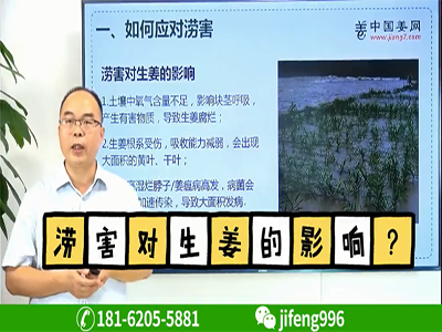 澇害對生姜的影響？ (682播放)