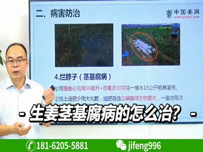 生姜莖基腐病的怎么治？ ()