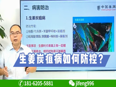 生姜炭疽病如何防控？ (724播放)