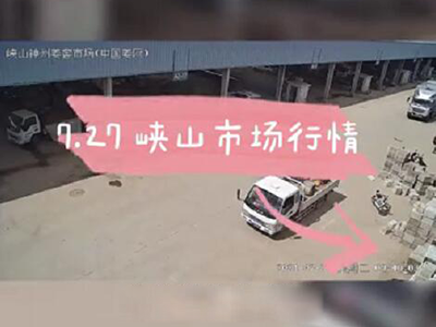 7月27日 峽山生姜交易實(shí)況（走貨快） ()