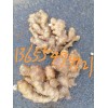 山東沂水小黃姜大量供應
