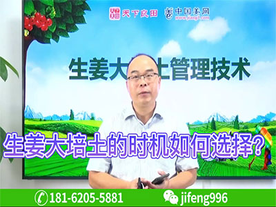 生姜大培土的時機如何選擇？ ()