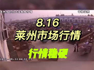 8月16日 萊州生姜交易實況（行情穩硬） (692播放)