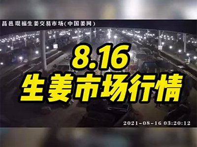 8月16日 昌邑生姜交易實況（價格持穩(wěn)） (557播放)