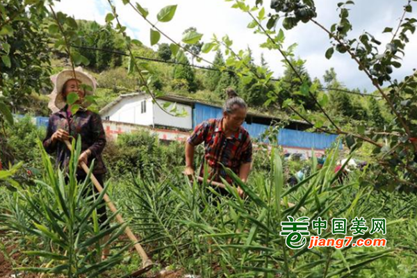 貴州興仁：生姜助農增收致富 ()