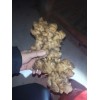 大量供應(yīng)廣西白姜，云南小黃姜