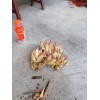 自家種的生姜