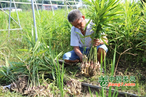 四川開江：生姜助力鄉(xiāng)村振興 ()