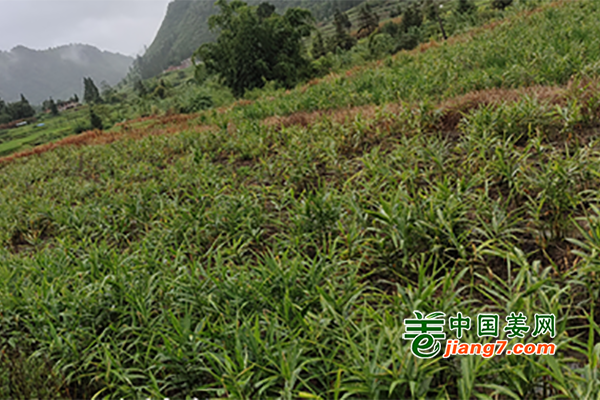 貴州三都：肉姜產(chǎn)業(yè)拓寬小康路 ()
