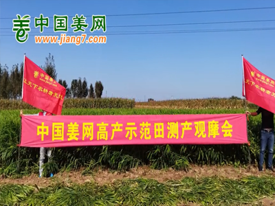 中國姜網河北生態生姜基地測產視頻合集 (762播放)