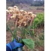 1000畝貴州二黃姜，