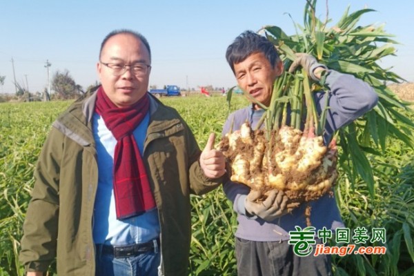 山東濰坊昌樂、寒亭生態(tài)生姜基地測產(chǎn)簡記 ()