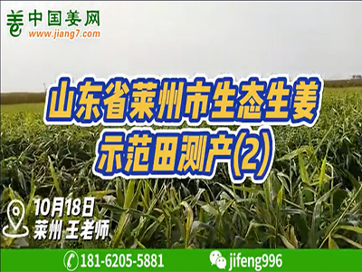 山東萊州生態生姜基地測產（2） ()