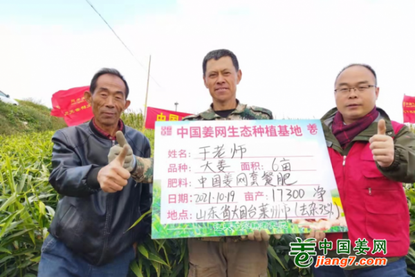 山東萊州、龍口生態(tài)生姜基地測產(chǎn)簡記 ()