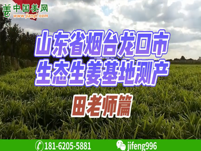 山東龍口生態生姜基地測產 ()