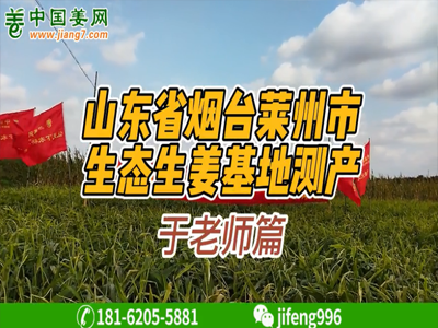 山東萊州生態生姜基地測產（3） ()
