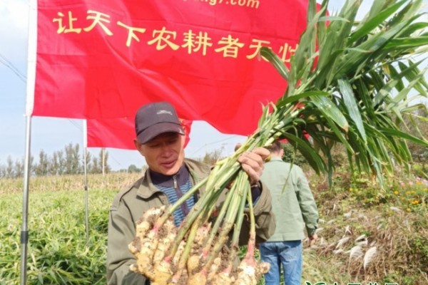 山東萊州、平度、沂水生態(tài)生姜基地測產(chǎn)簡記 ()