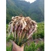 出售高山小黃姜