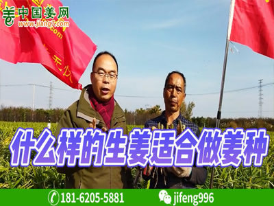 生么樣的姜適合做姜種？ ()