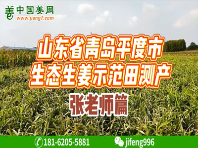山東平度生態生姜基地測產 ()