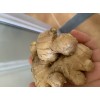 大量出售 小黃姜 100噸現貨