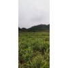 百噸生姜待售