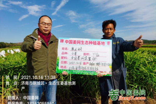 中國姜網(wǎng)2021年生態(tài)生姜基地測產(chǎn)--山東站精彩合集（上） ()