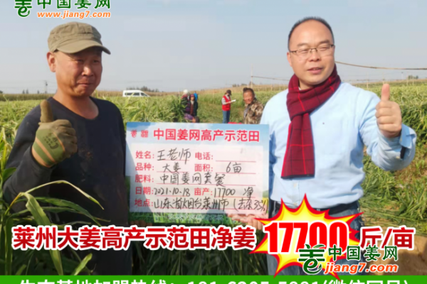 中國姜網(wǎng)2021年生態(tài)生姜基地測產(chǎn)--山東站精彩合集（下） ()