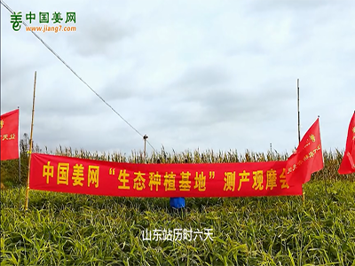 中國姜網山東生態生姜基地測產視頻合集（上） (1124播放)