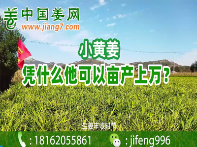 小黃姜它憑什么畝產上萬？？？ ()