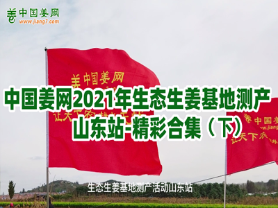 中國姜網山東生態生姜基地測產視頻合集（下） (2372播放)
