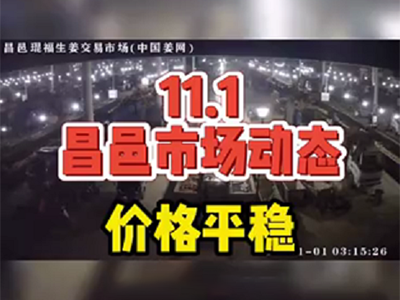 11月1日 昌邑生姜交易實況（價格平穩） (889播放)