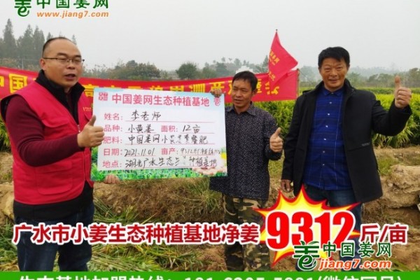 湖北廣水生態(tài)小黃姜基地測產(chǎn)簡記 ()