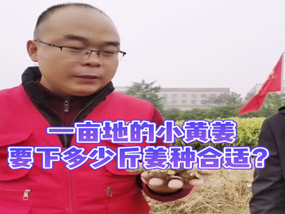 湖北廣水生態生姜基地測產 ()