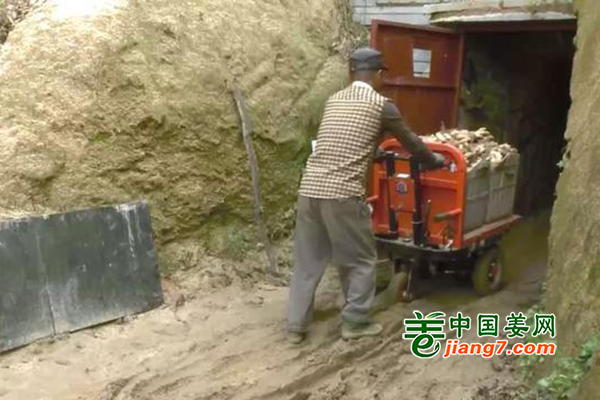 煙臺(tái)牟平：生姜“藏”著賣 ()