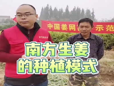 最適合南方生姜的種植模式 ()