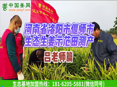 河南洛陽生態生姜基地測產（1） ()