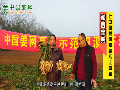 上中國姜網，學種植技術，種姜不走彎路 ()