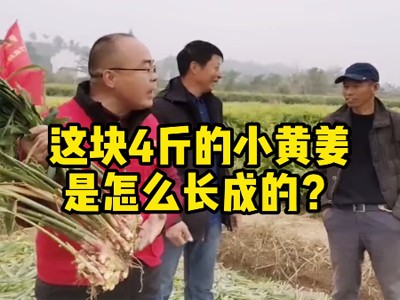 這塊4斤的小黃姜是怎么長成的？ ()